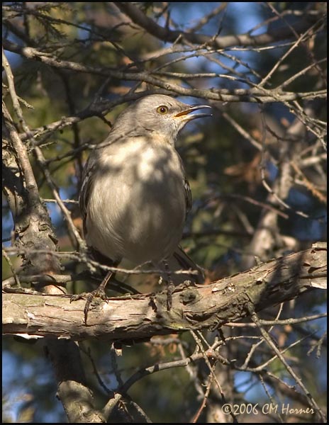 0937 Northern Mockingbird.jpg