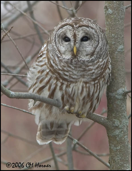 1038 Barred Owl.jpg