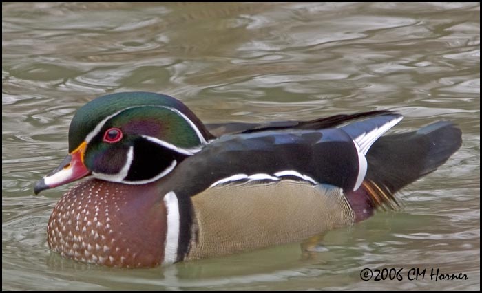 1082 Wood Duck drake.jpg