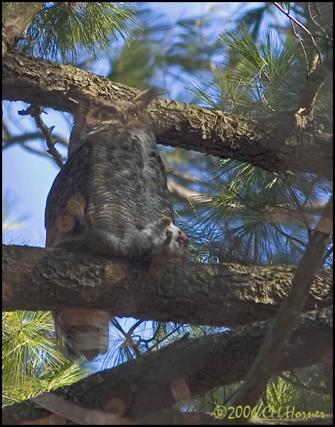 1325 Great Horned Owl.jpg