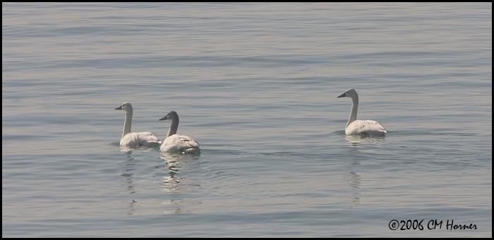 1354 Tundra Swans.jpg