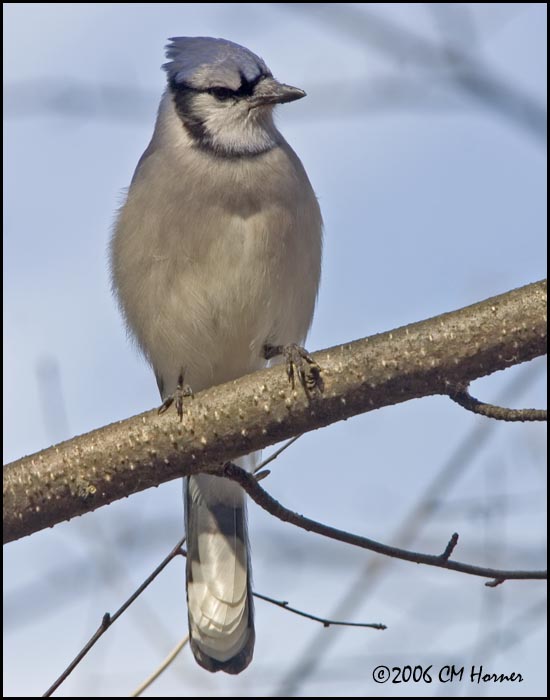1371 Blue Jay.jpg