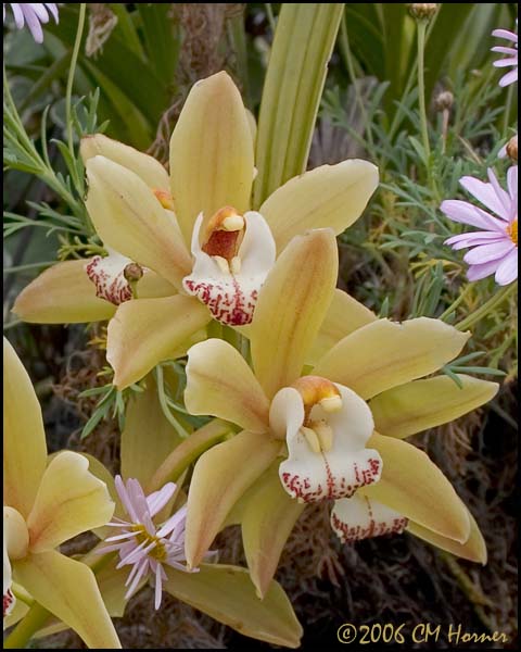 1554 Yellow Orchids cropped.jpg