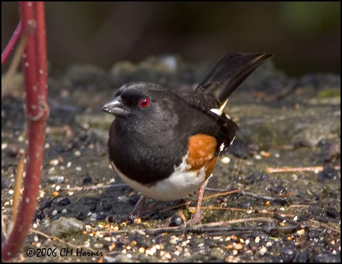 065 Eastern Towhee.jpg