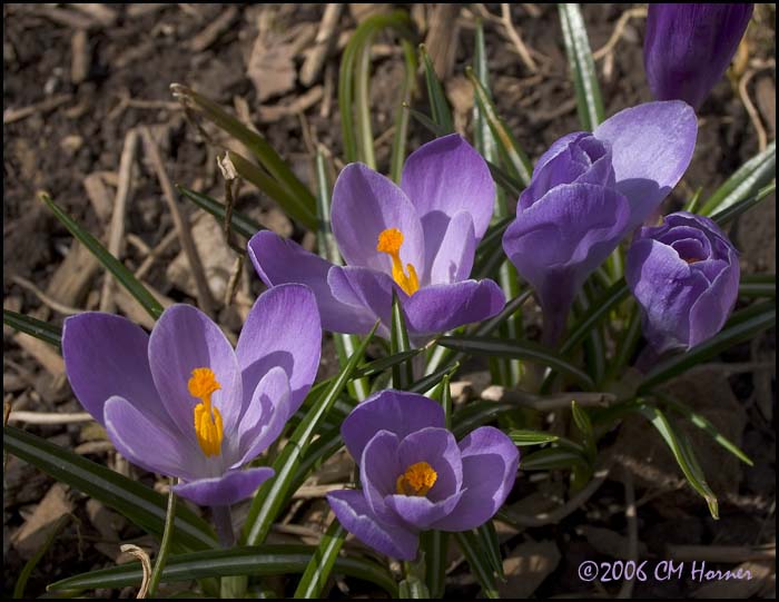 2081 Purple Crocus.jpg