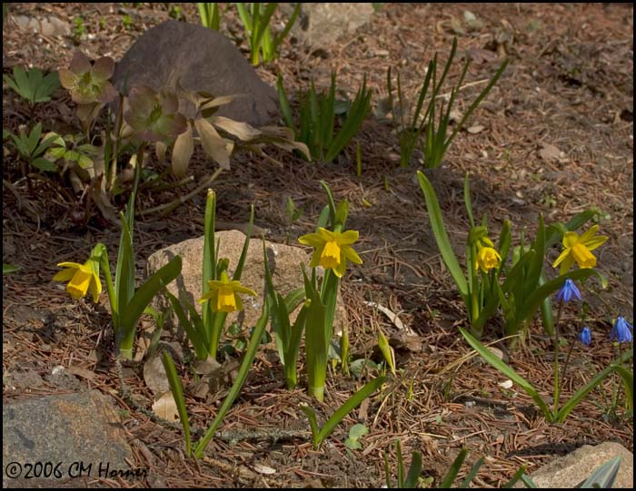 2099 Christmas Rose Daffodils Scilla.jpg