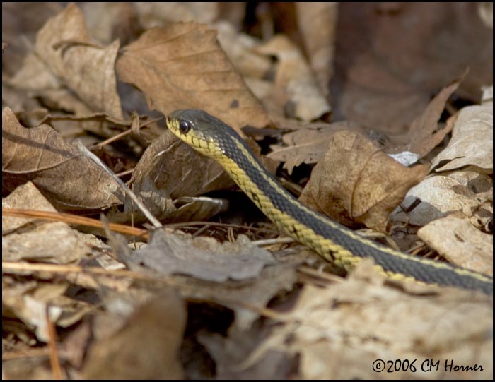 2122 Garter Snake.jpg