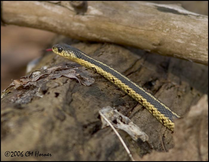 2125 Garter Snake.jpg
