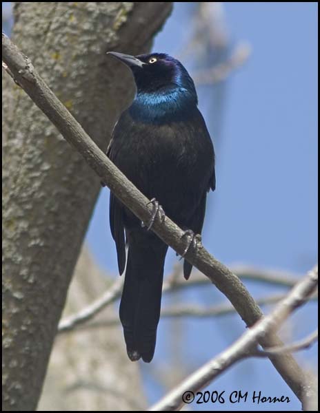 2130 Common Grackle.jpg