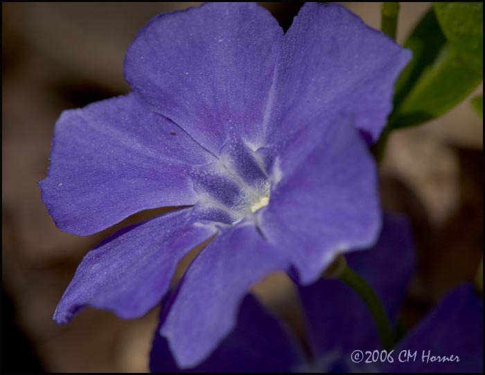 2295 Vinca.jpg