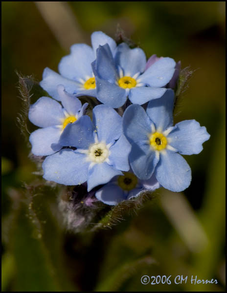 2317 Forget-me-not.jpg