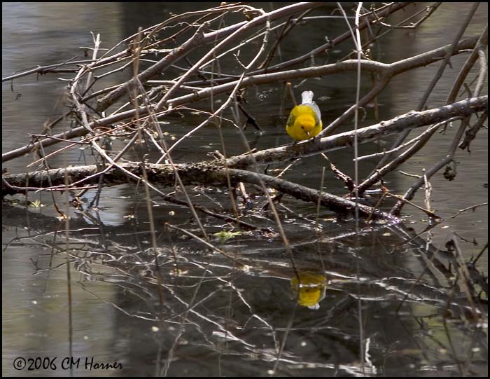 2578 Prothonotary Warbler.jpg