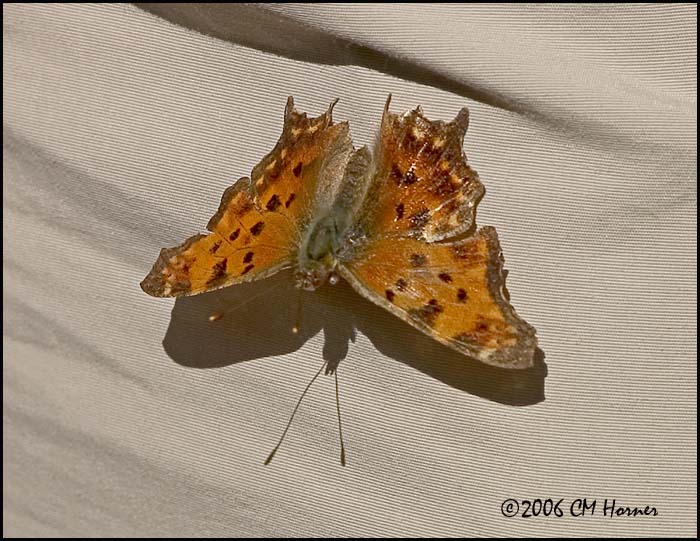 2592 Eastern Comma.jpg