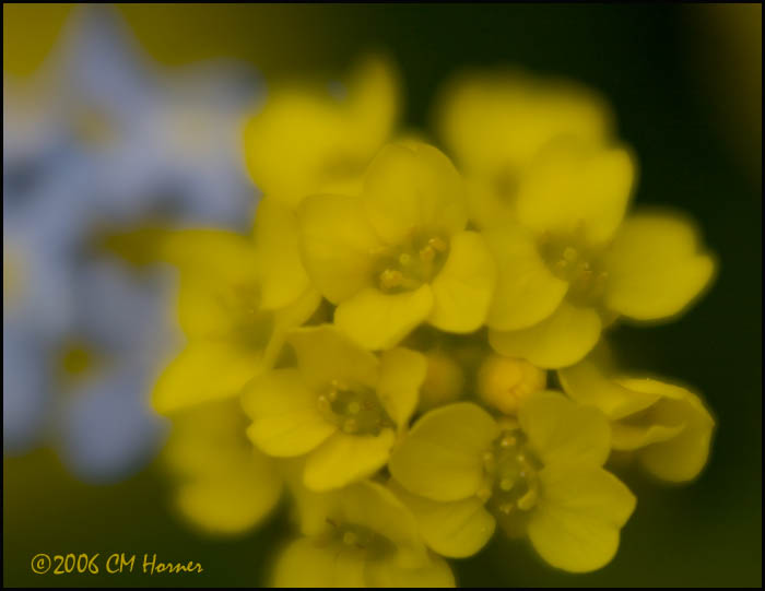 2710 Perennial Alyssum.jpg