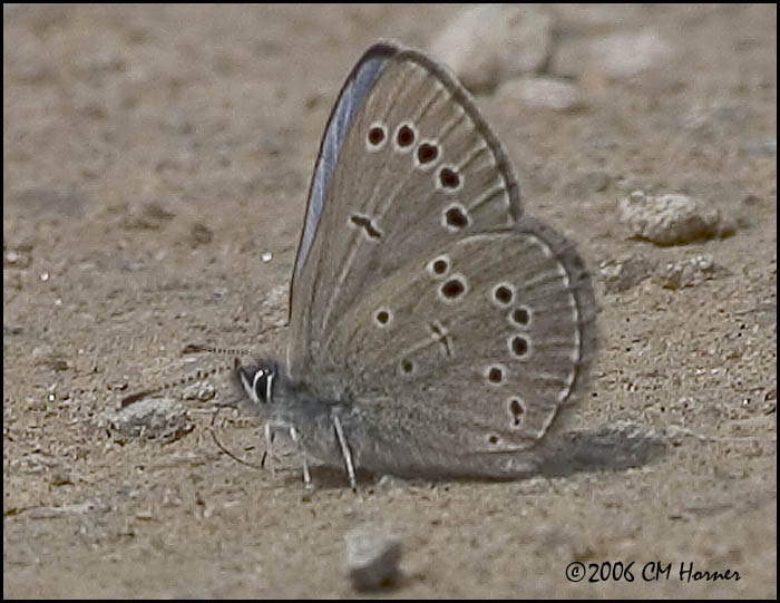 3181 Silvery Blue ventral.jpg