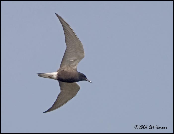 3571 Black Tern.jpg