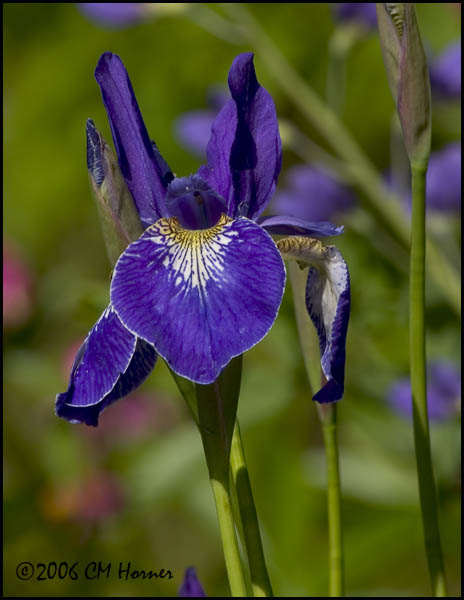 3791 Blue Flag Iris.jpg