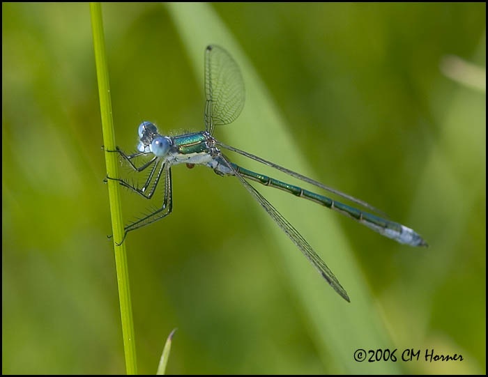 3965 Emerald Spreadwing.jpg