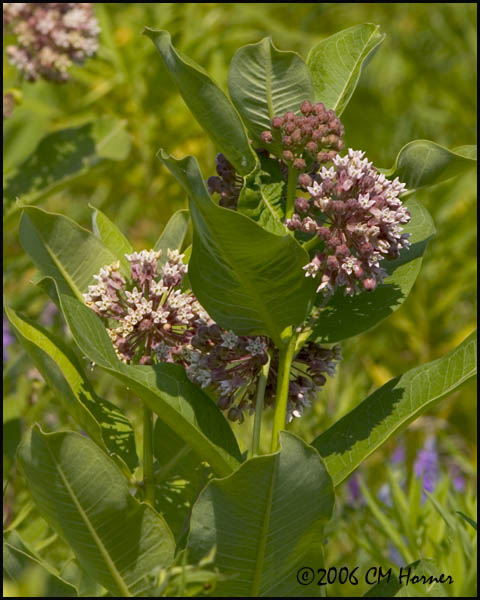 4261 Milkweed.jpg