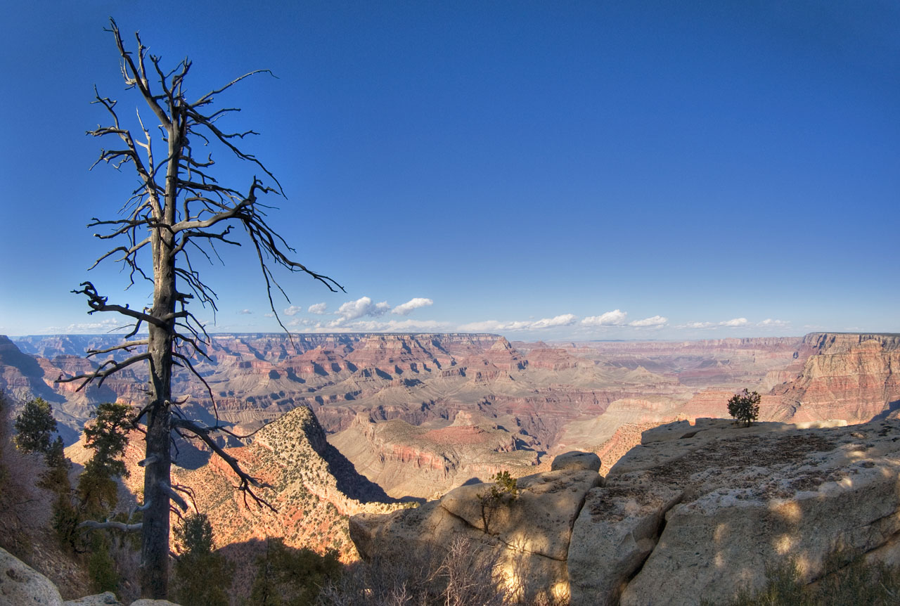 Grand Canyon Arizona panorama tree foreground _DSC2350