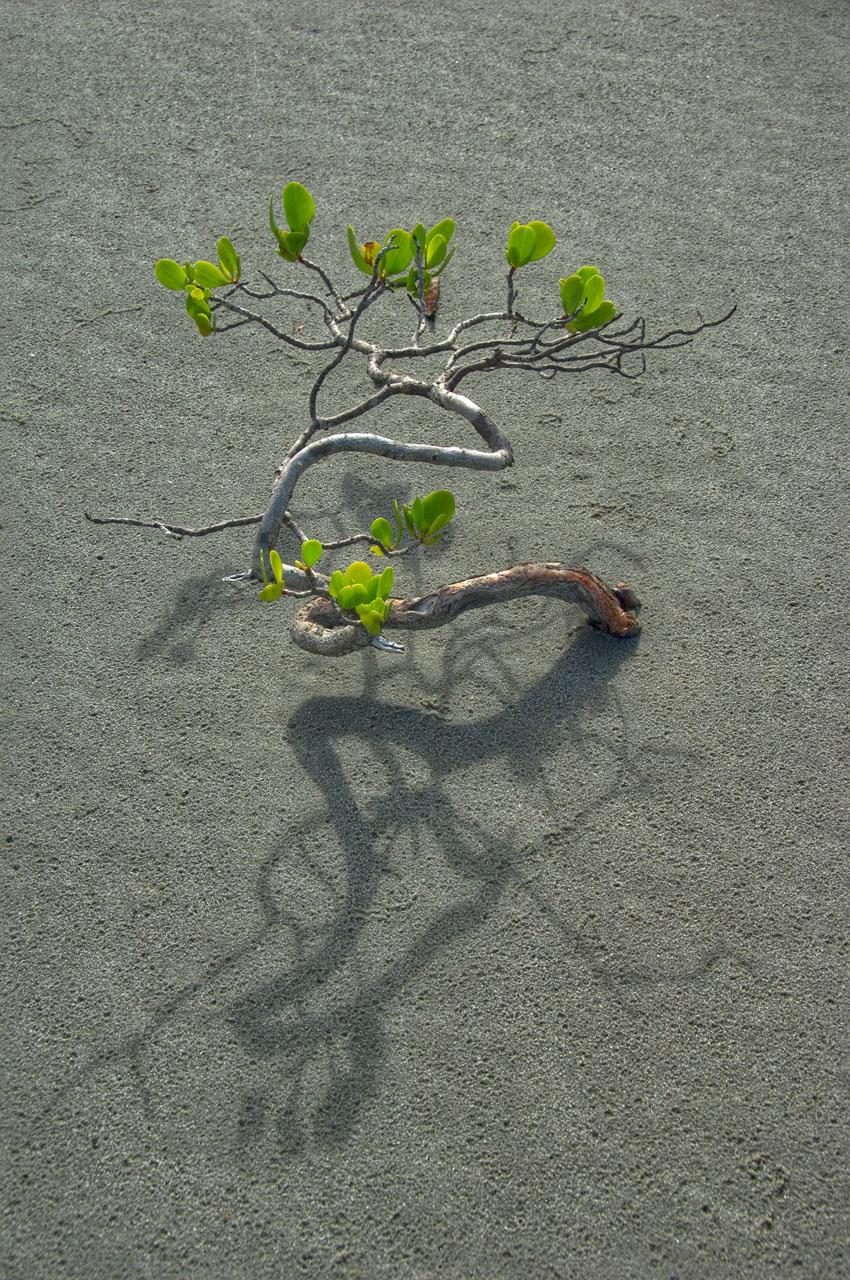 mangrove sand and shadow<p>DSC3678