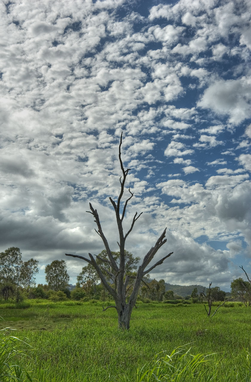 Dead tree and clouds _DSC4288