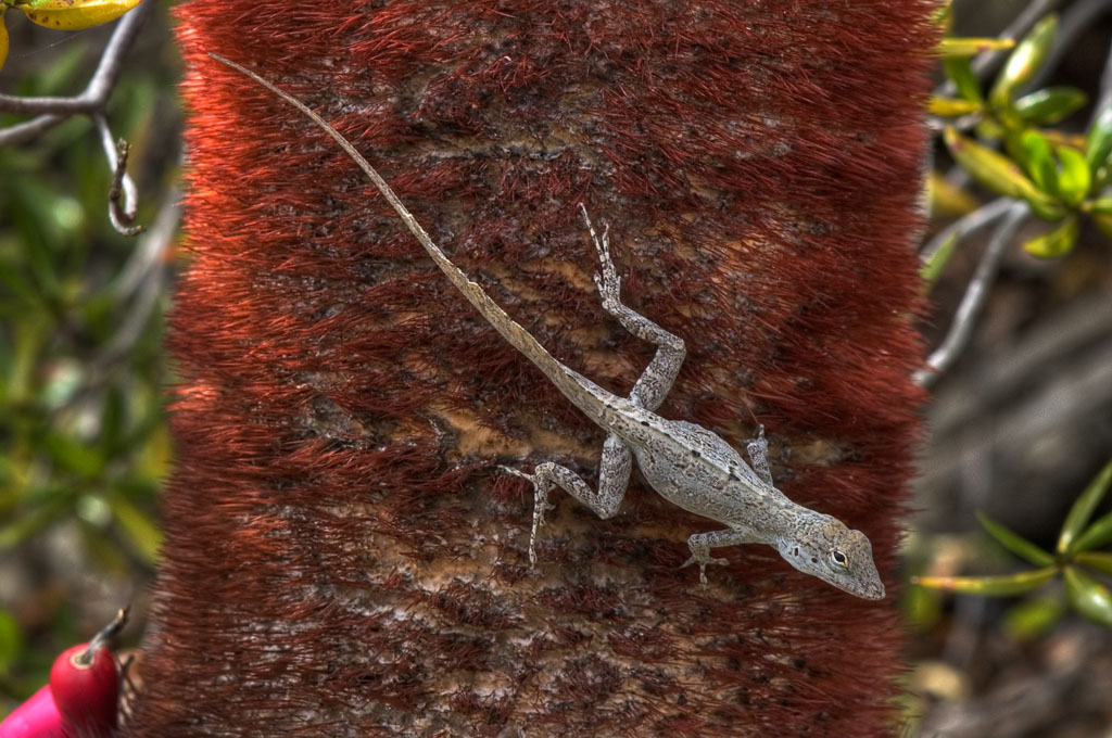 anolis lizard on cactus flower _DSC1887