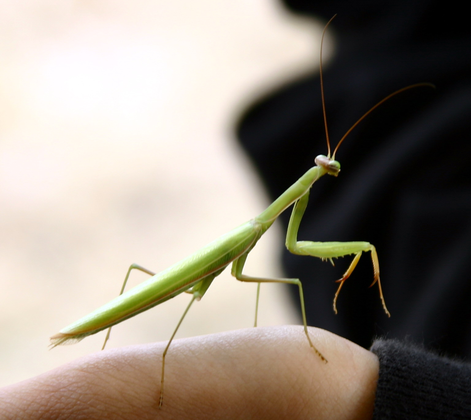 Mantis 1.jpg