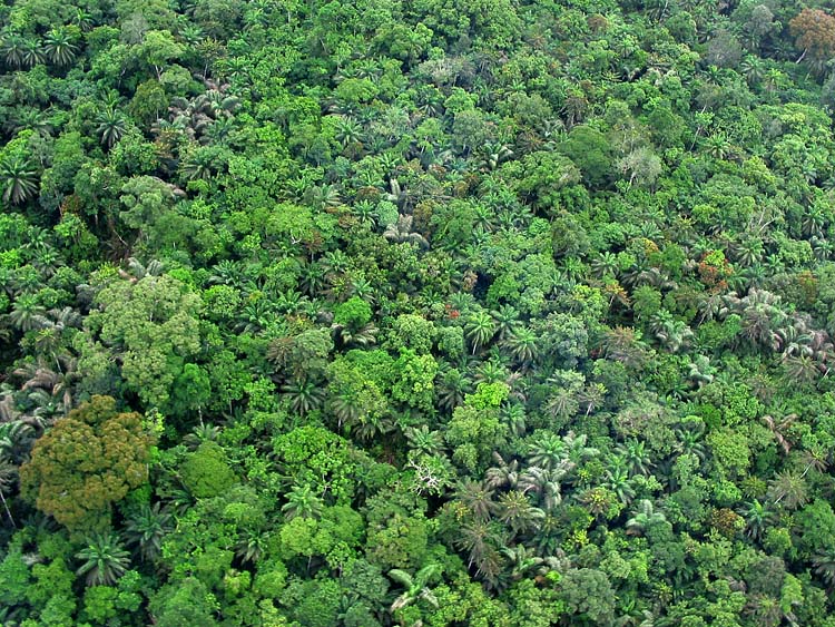Nigerian Jungle