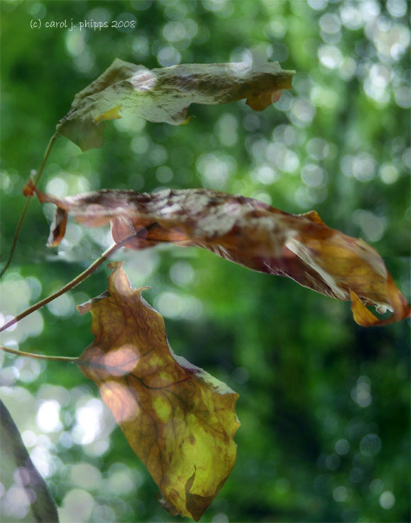 Flaging Autumn.