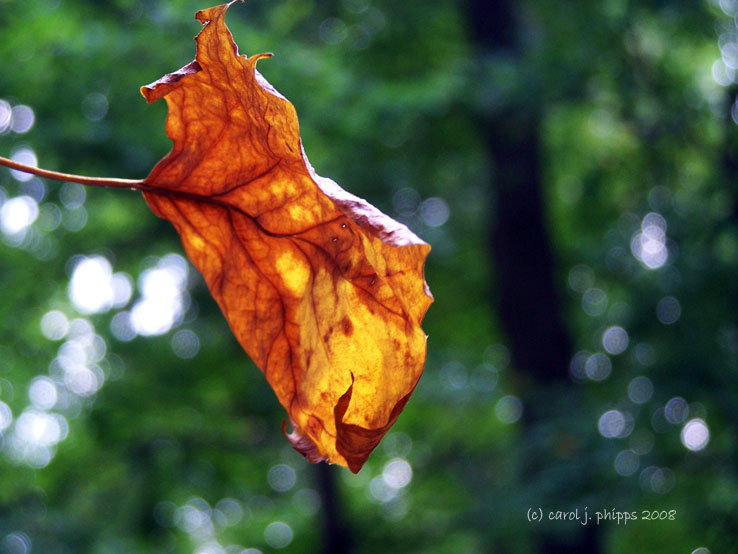Flaging Autumn.