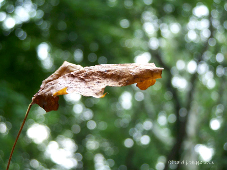 Flaging Autumn.