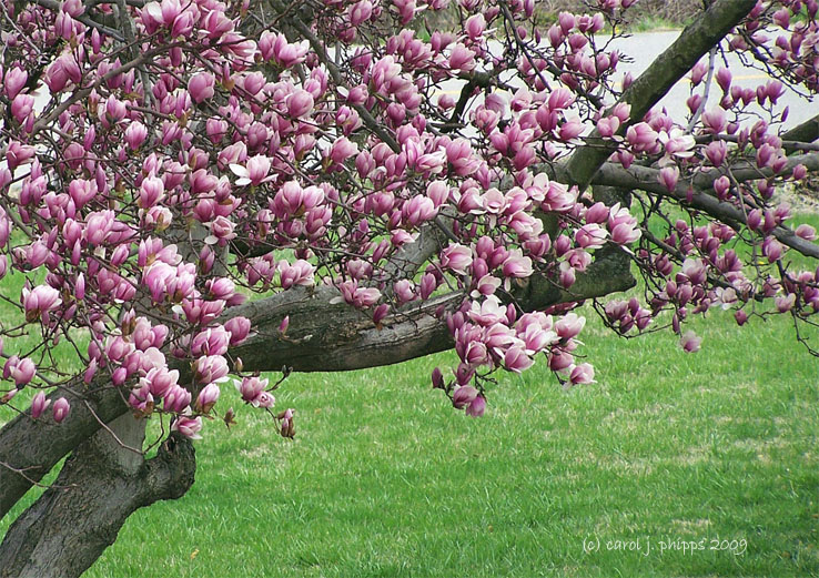 Tulip Tree Blossoms.