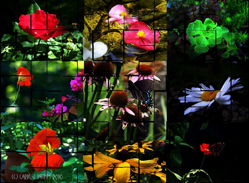 Flower in right dimension for rootpage.jpg