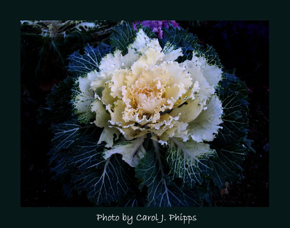 Fall Cabbage