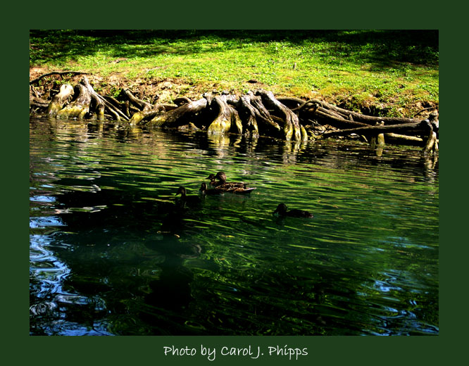 Deep roots Wide River Ducks swim on.