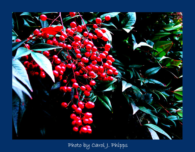 Boughs of Nandina Berries