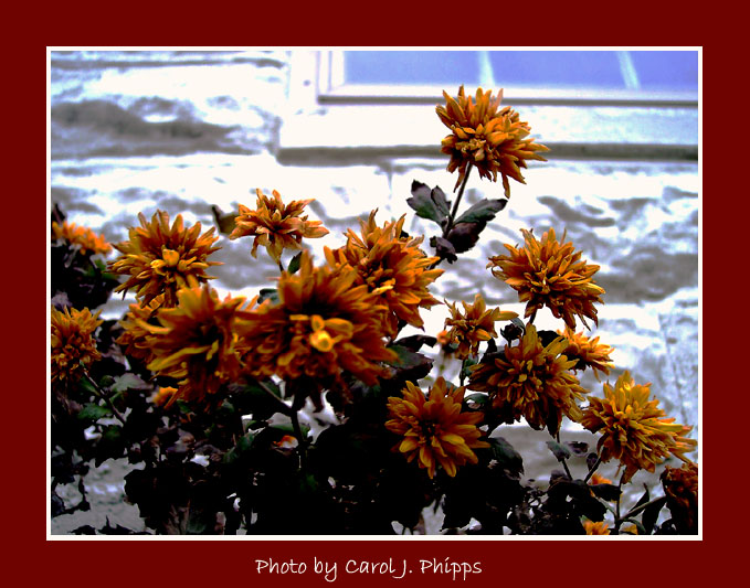 Sturdy Fall Zenias