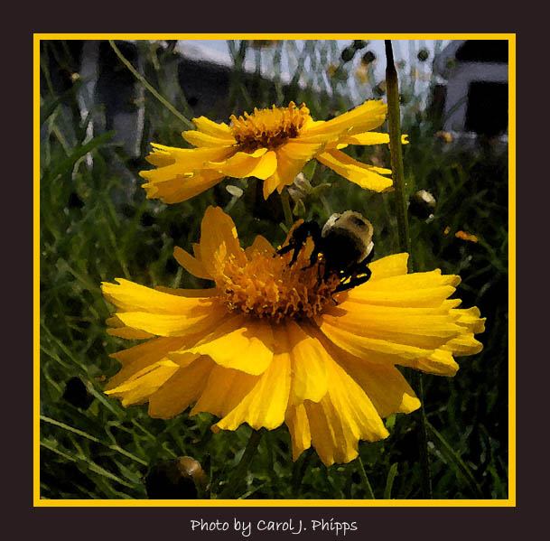 Busy Bumble Bee on Boardwalk, Ocean City, Maryland (USA)