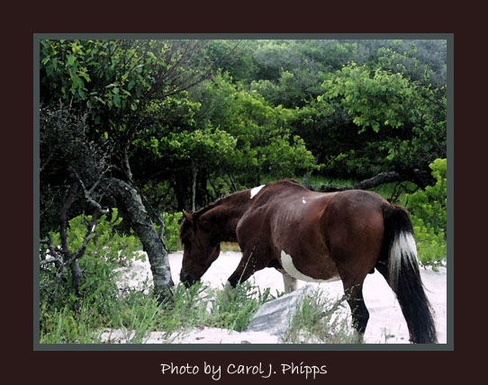 Assateague Island Maryland (USA)