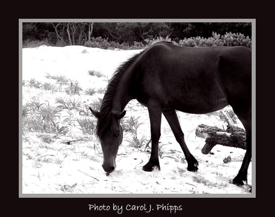 Assateague Island Maryland (USA)
