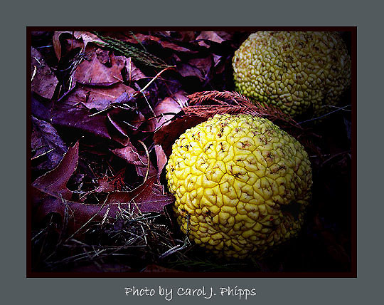 First Bulbs of Christmas Season ~  tis the season for horse apples.