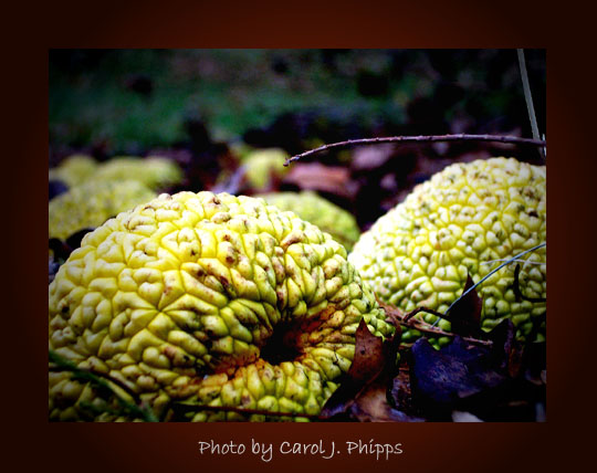 First Bulbs of Christmas Season ~  tis the season for horse apples.