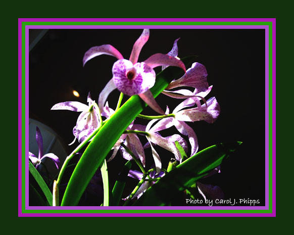 December Orchids.