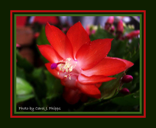 Christmas Cactus