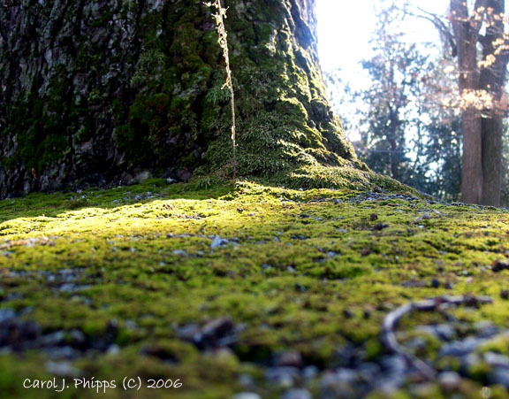 Winter Tree Moss.