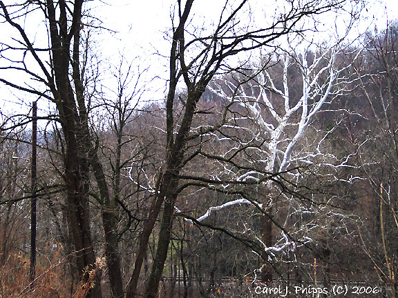 West Virginia (USA) Sycamore Tree.