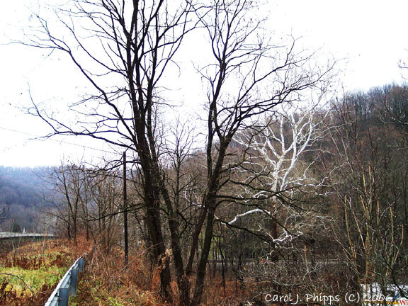 West Virginia  (USA) Sycamore Tree