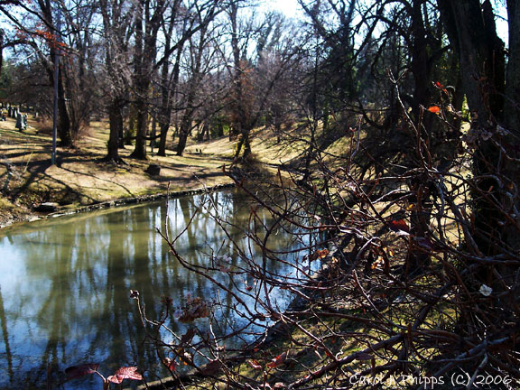Rose Oak Leaf near Teardrop Pond.JPG