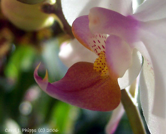 Heart of an Orchid.